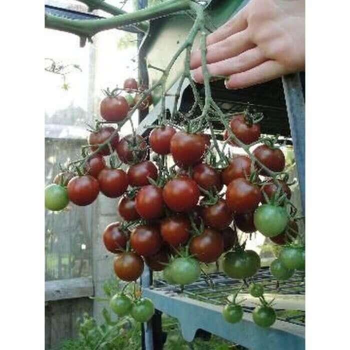 Benih Bibit Tomat Black Cherry Haira Seed 2