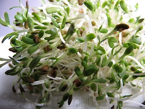 Benih Bibit Alfalfa Sprout Known You Seed 1