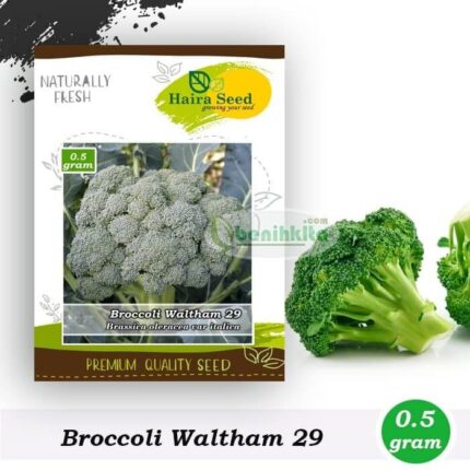 Benih Brokoli Waltham 29