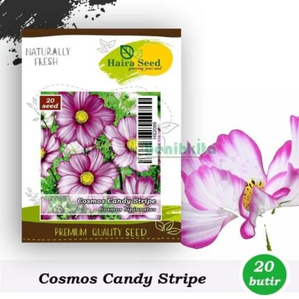 Benih Bunga Cosmos candy Stripe
