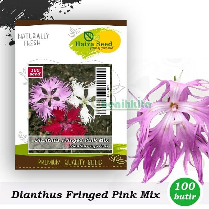 Dianthus Fringed Pinks