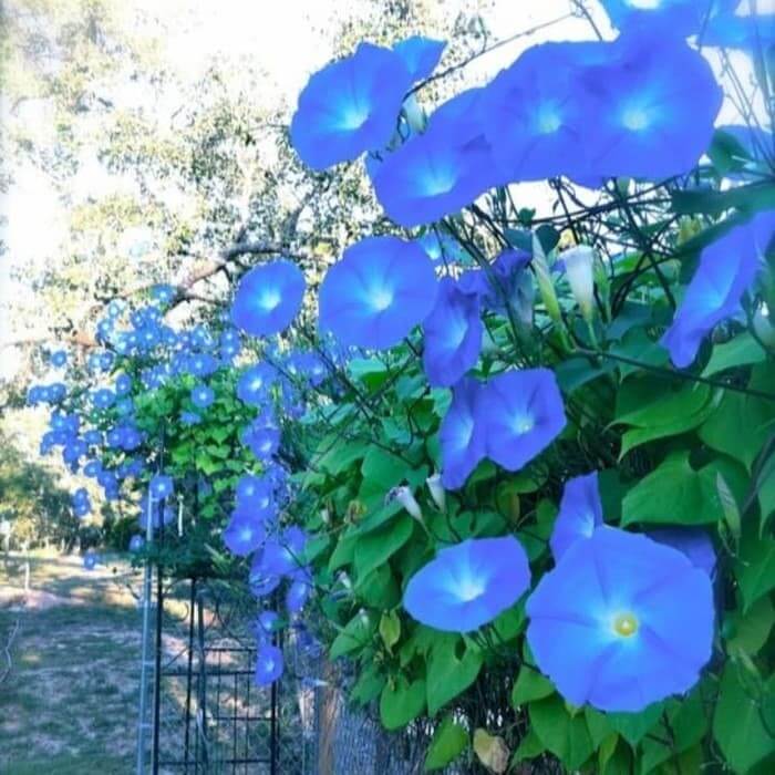 Benih Bibit Bunga Morning Glory Heavenly Blue Haira Seed 2