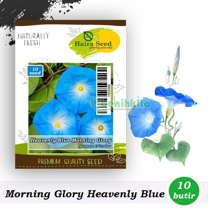 Bunga Morning Glory Heavenly Blue