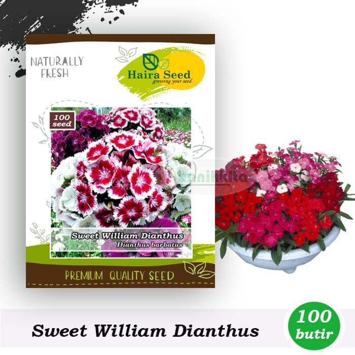 Benih Bunga Sweet William Dianthus
