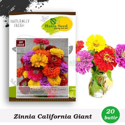 Bunga Zinnia California Giant