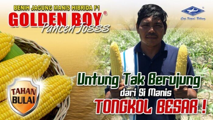 Benih Bibit Jagung Manis Golden Boy Bisi 1