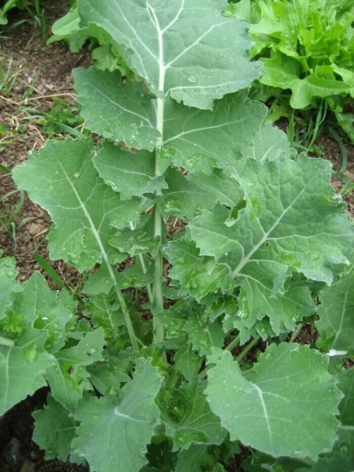 Benih Bibit Kale Dwarf Siberian Haira Seed 2