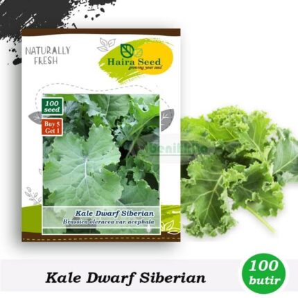 Benih Kale Dwarf Siberian