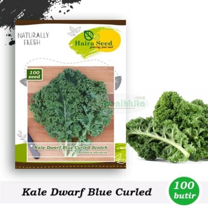 Benih Kale Keriting Dwarf Blue Scotch Curled