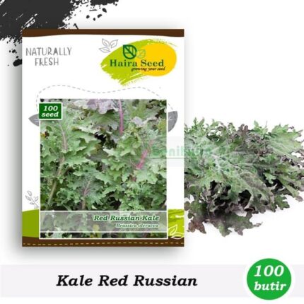 Benih Kale Red Russian