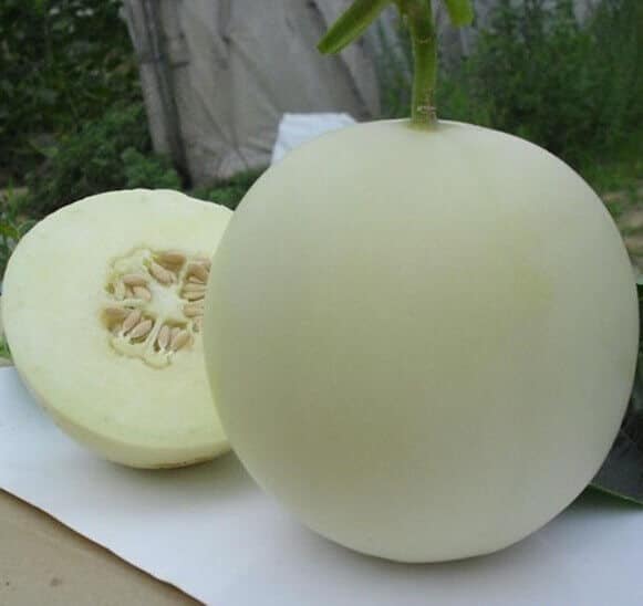 Benih Bibit Melon Silver Light Known You Seed 2