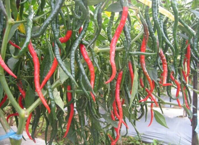 Bibit Cabe Keriting Ferosa Bintang Asia 1