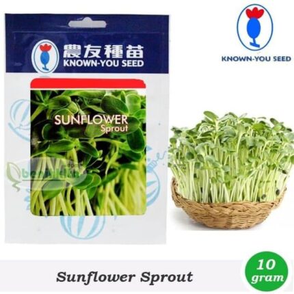 Sunflower Sprout
