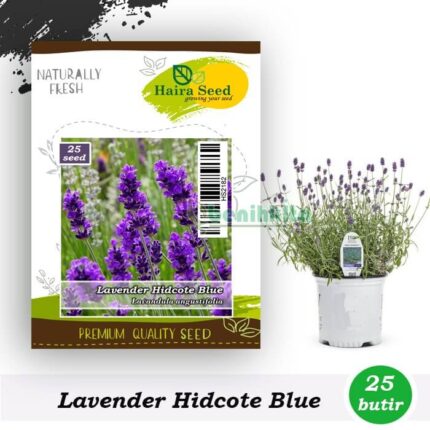 Benih Lavender Hidcote Blue