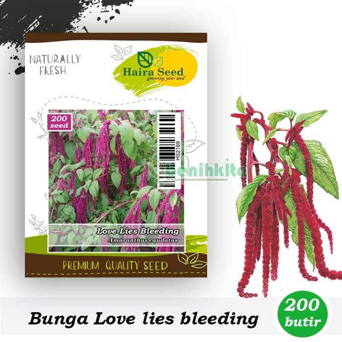 Benih-Bibit Bunga Love Lies Bleeding (Haira Seed)