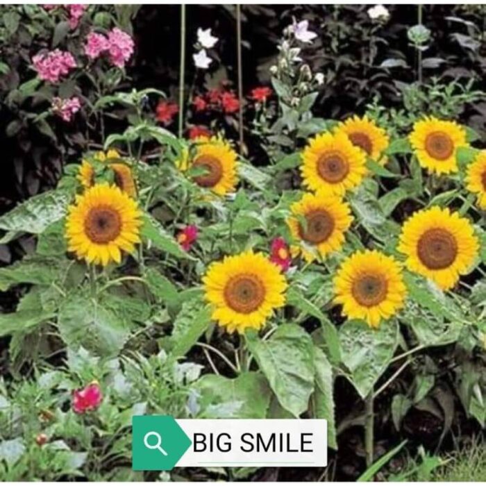 Benih Bibit Bunga Matahari Big Smile Haira Seed 3