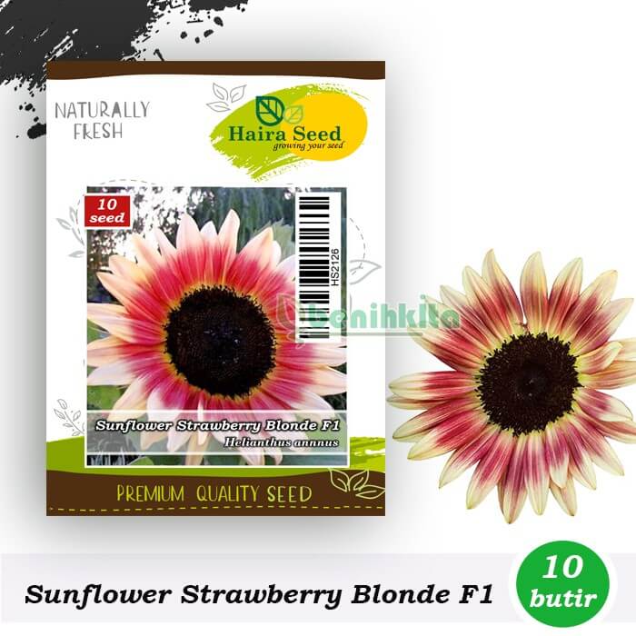 Bunga Matahari Strawberry Blonde F1, Sunflower