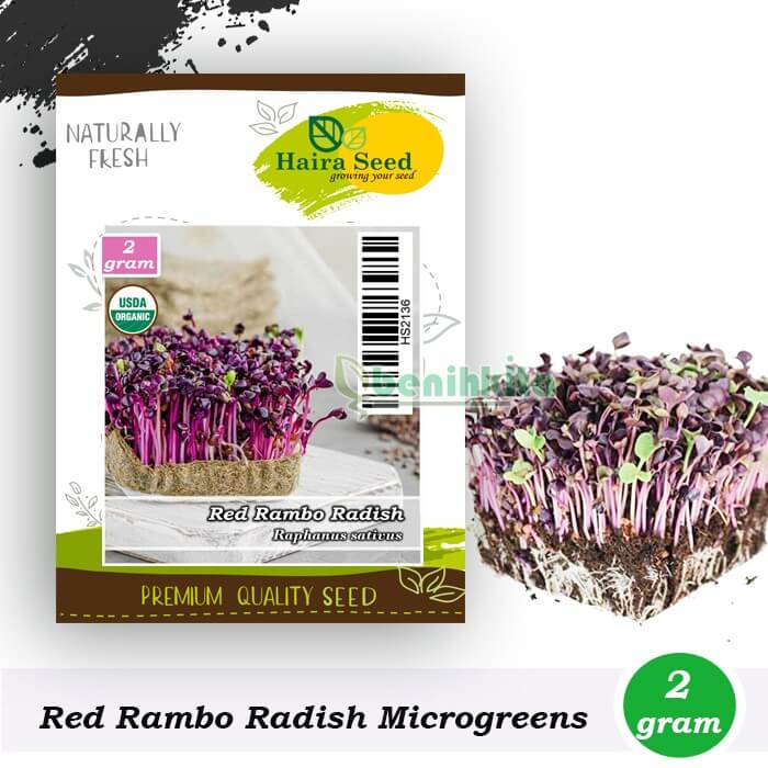 Microgreen Red Rambo Radish Organik
