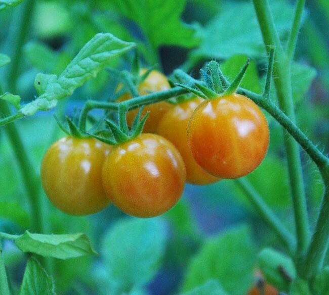 Benih Bibit Tomat Cherry Bicolor Haira Seed 2