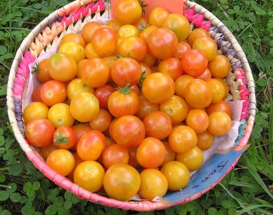 Benih Bibit Tomat Cherry Bicolor Haira Seed 3